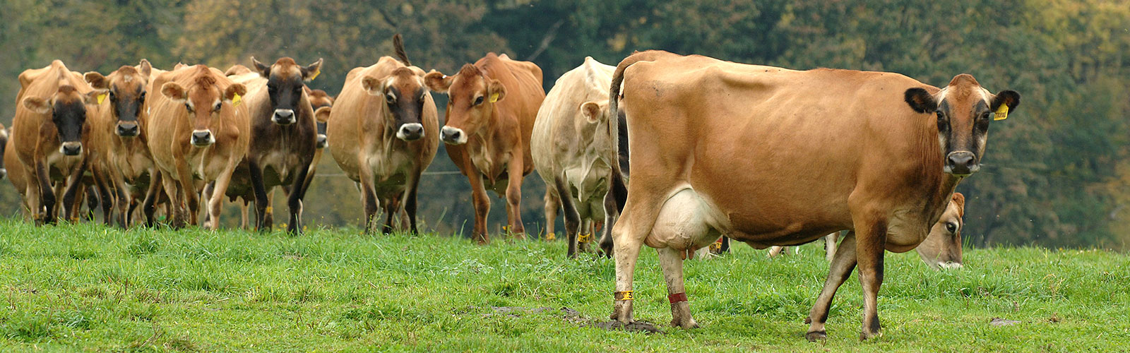 pasture of  brown cows