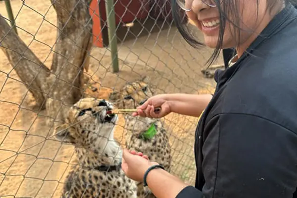 A student feeds cheetahs in an enclosure.